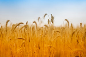 Field of Grain