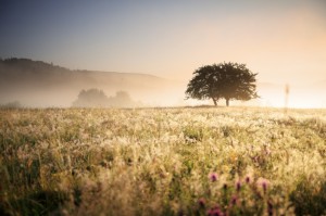 Tree in a Field - iStock